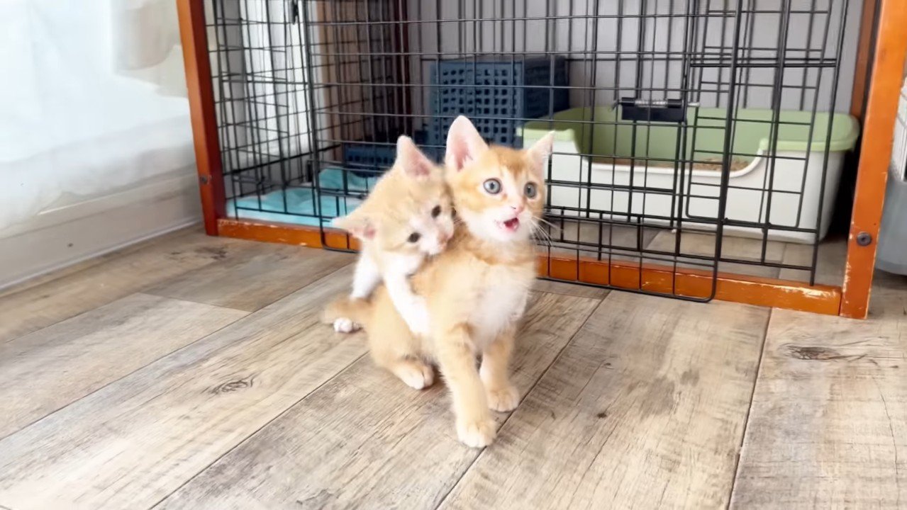 じゃれる姿