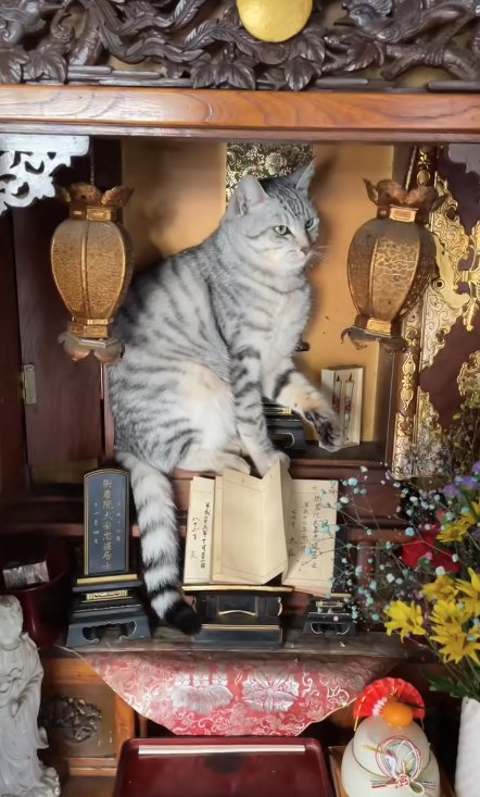 仏壇の中でお座りをして左前足を軽く上げている猫