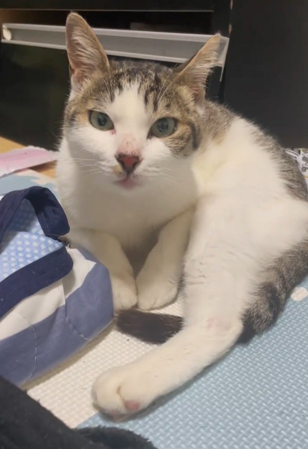 カメラ目線の猫