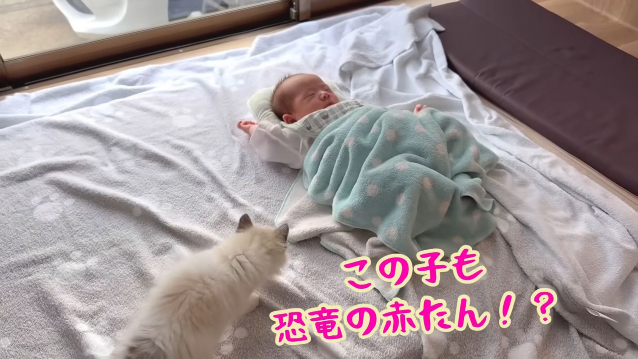 テロップ「この子も～」