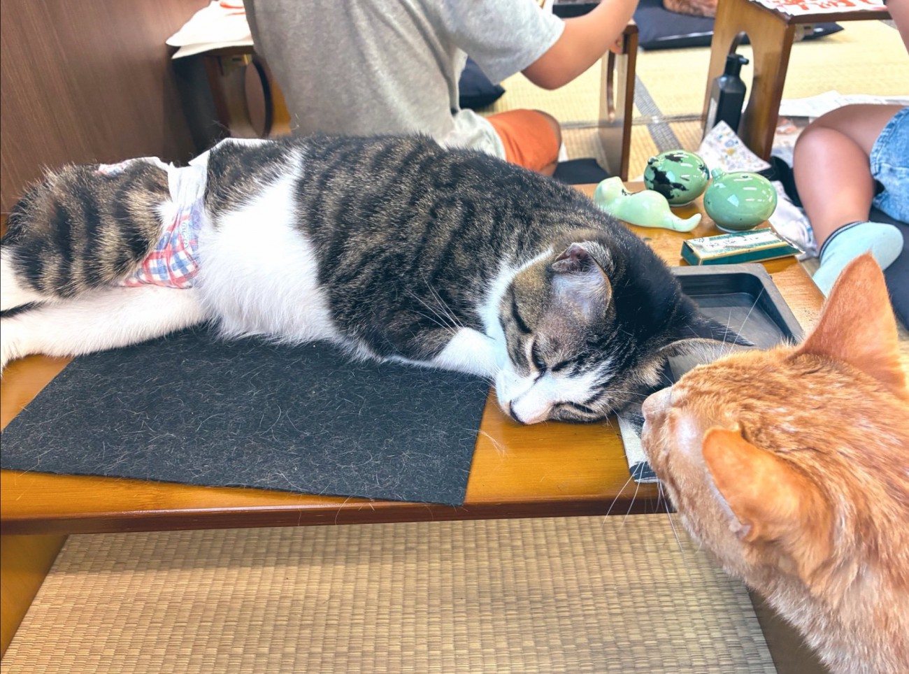 机の上で眠る猫