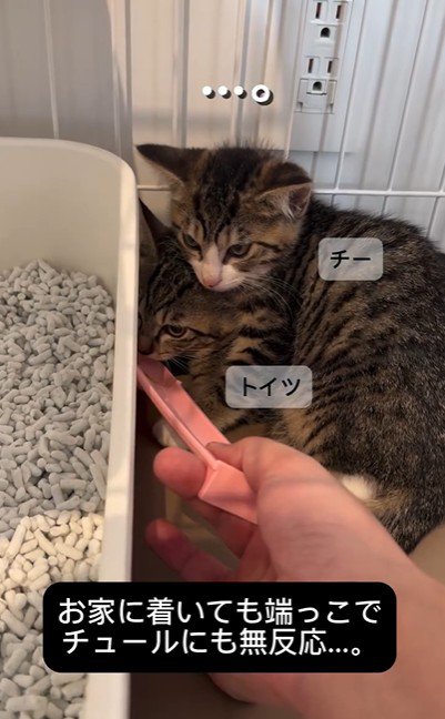 ケージの中にいる2匹の子猫