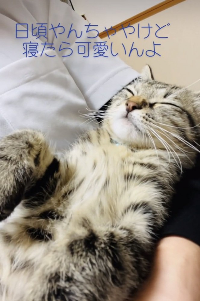 ママに抱っこされて寝る子猫