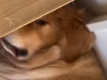 猫にパンチされて目を開ける犬