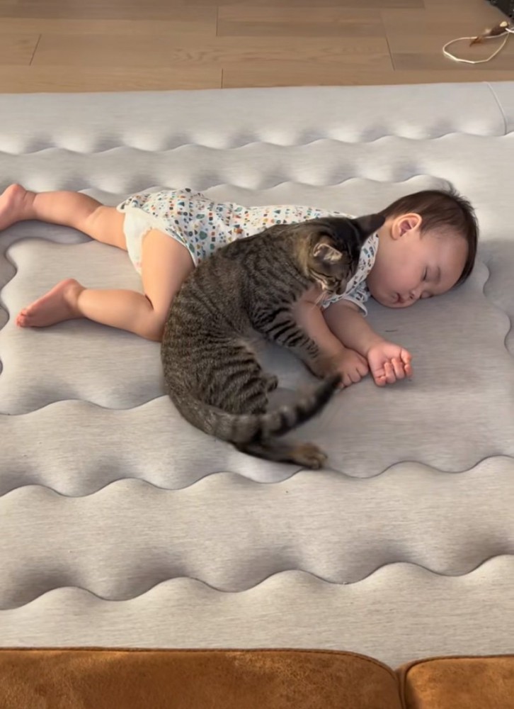 隣に腰を下ろす猫