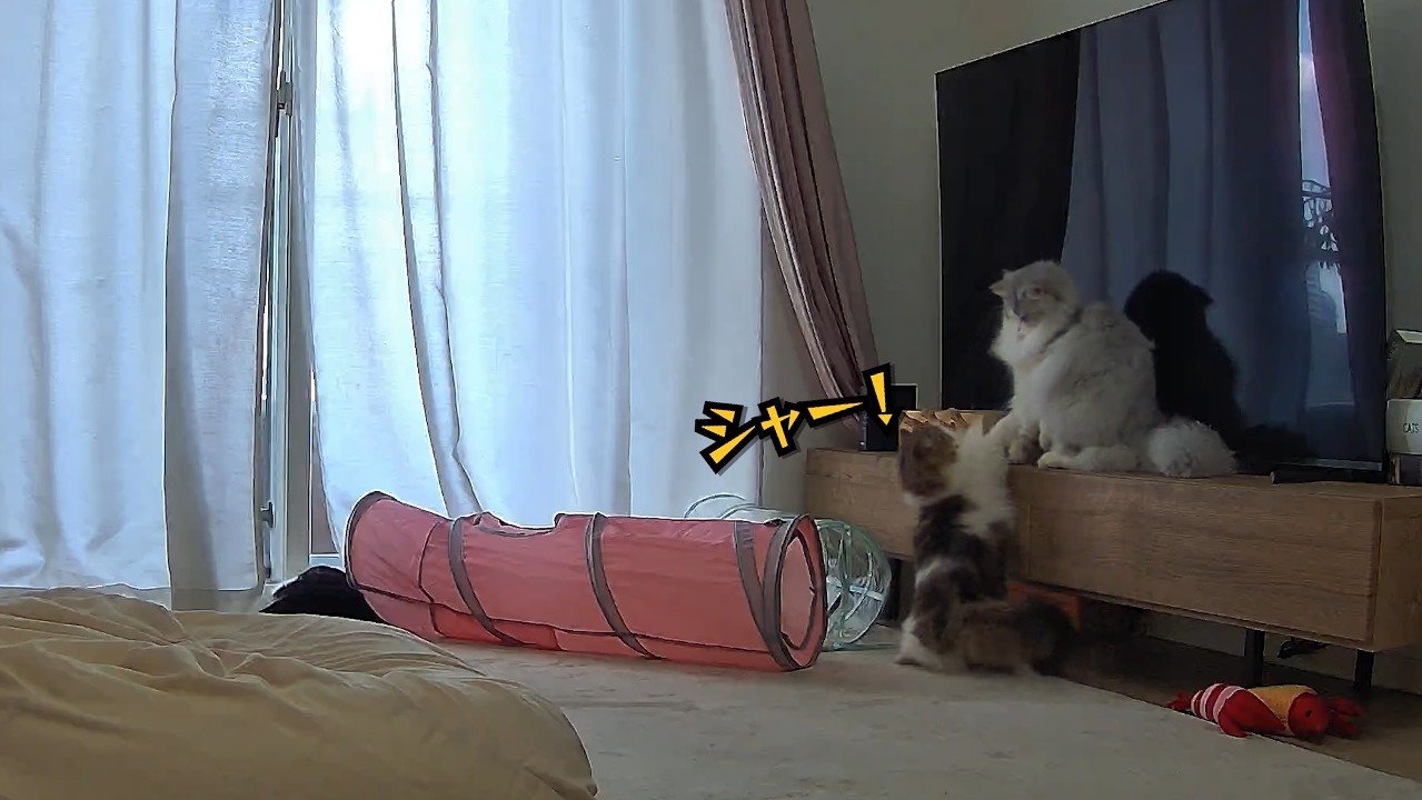 シャー！