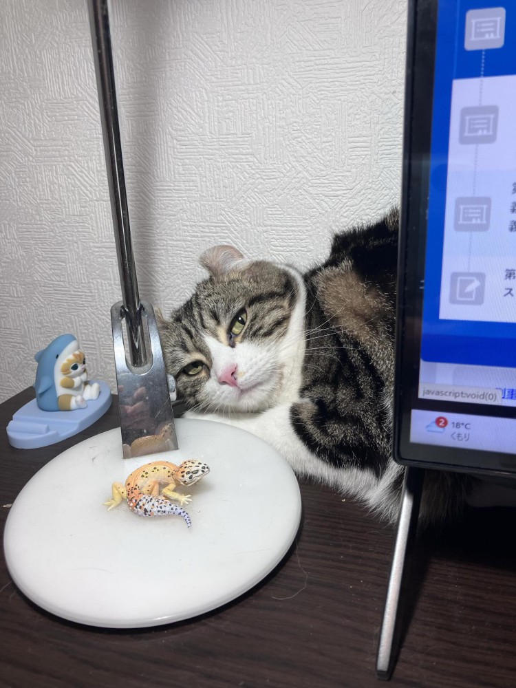 モニターの横から覗く猫
