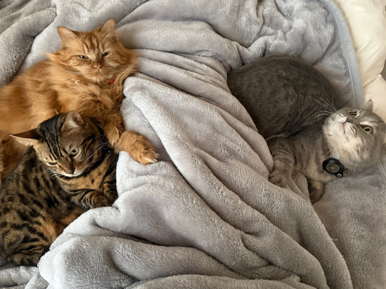 布団の上に猫3匹