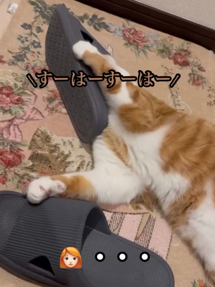 スリッパに顔を入れる猫