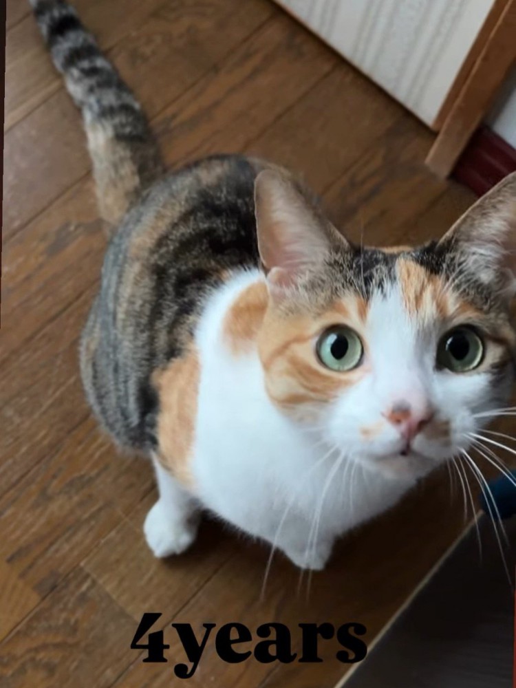 見上げる成猫