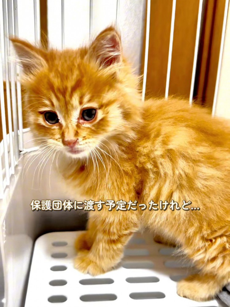 キャリーの中に立つ子猫