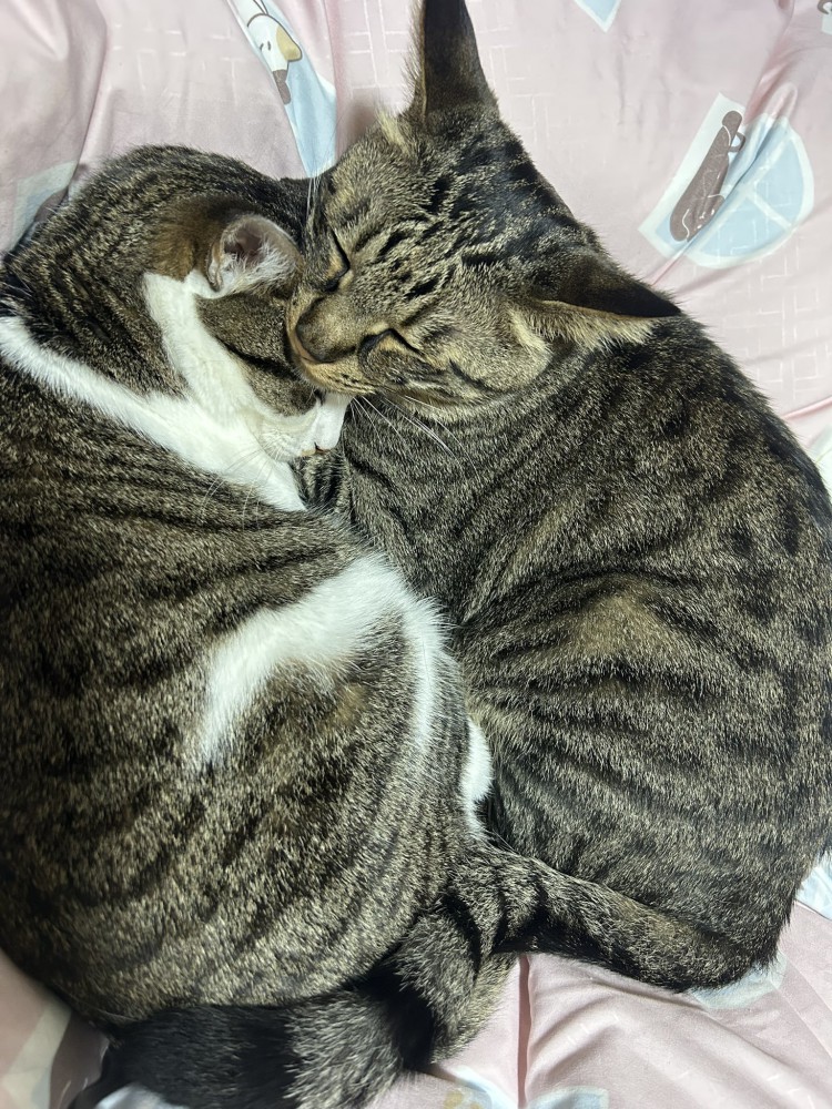 向かい合って眠る2匹の猫（キジトラの頭が上）