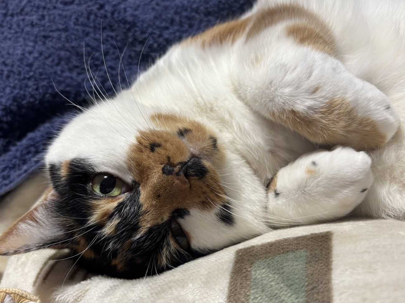 横になった三毛猫のアップ