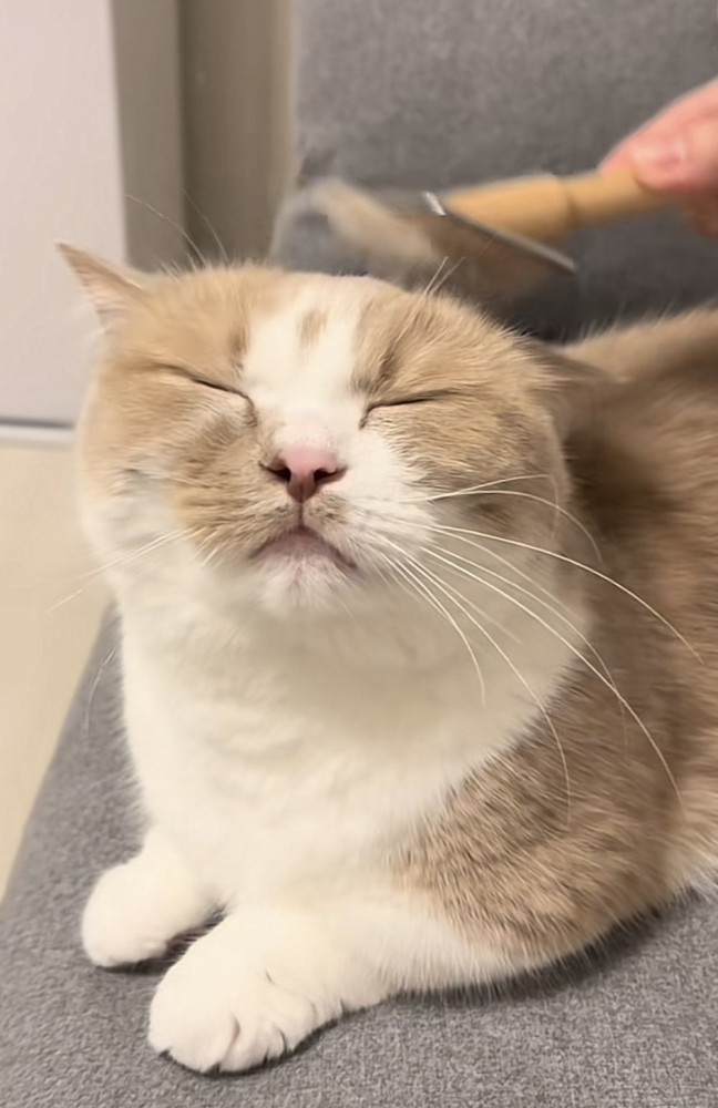ブラッシングされる猫の写真2