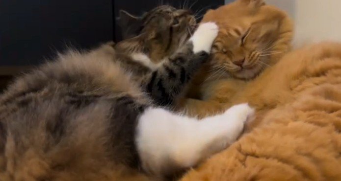 茶トラに噛みつくキジ白