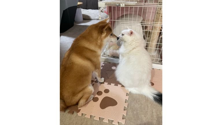 猫と犬