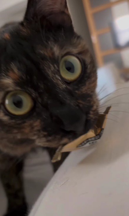 ベッドの上の猫