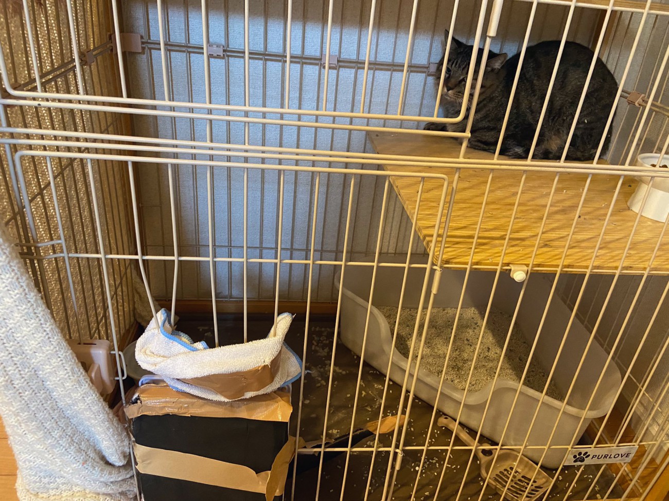 ケージの中にいる猫