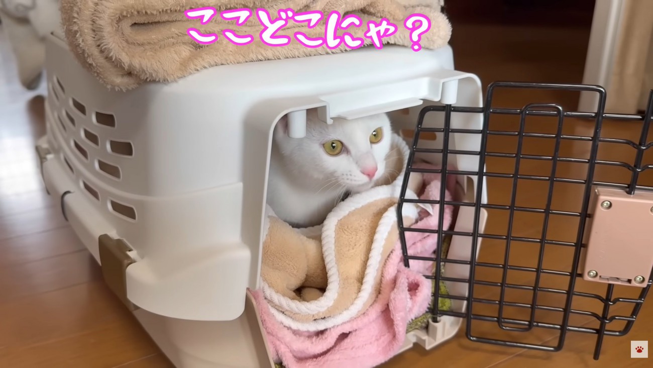 テロップ「ここどこにゃ？」