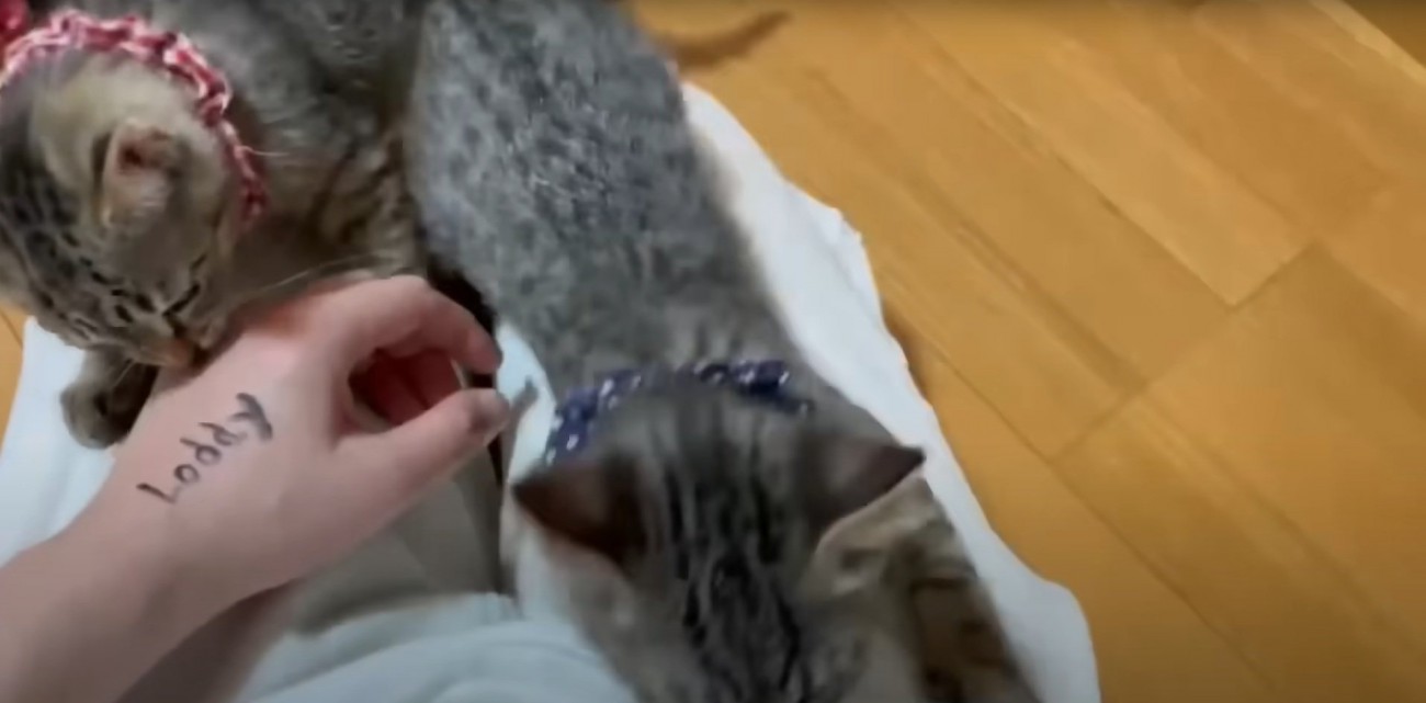 膝の上に乗る猫