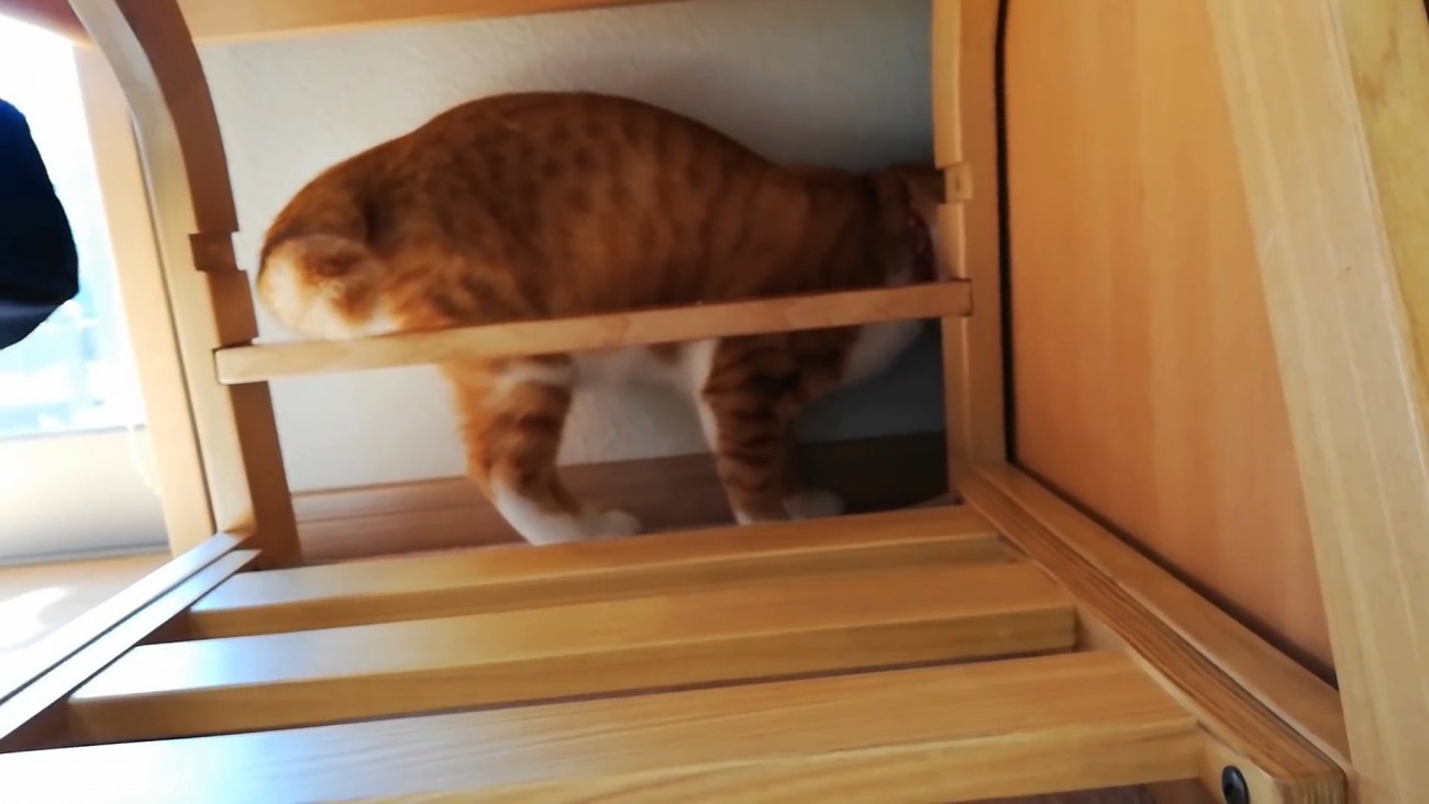 家具の裏を見ている猫