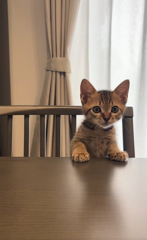 椅子の上に立ってテーブルから顔を覗かせている子猫
