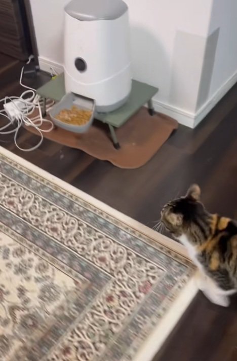 部屋の中を歩く三毛猫