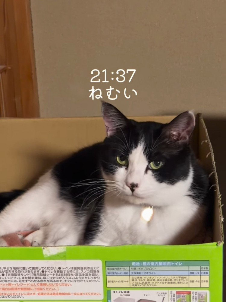 箱の中にいる猫