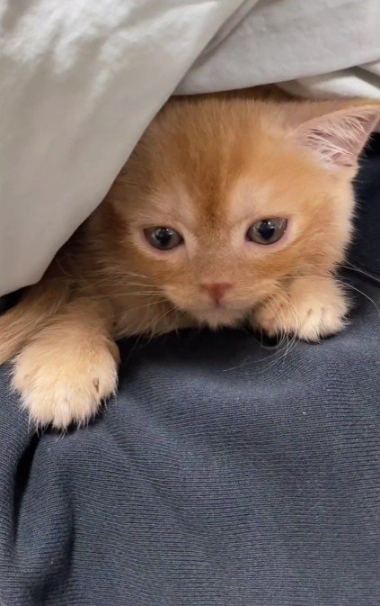 飼い主を睨む子猫