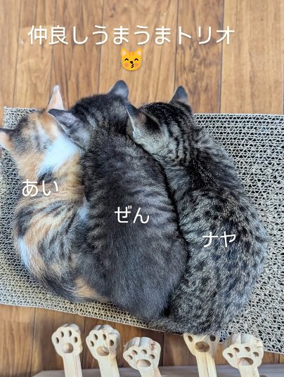 並んで寝ている3匹の子猫