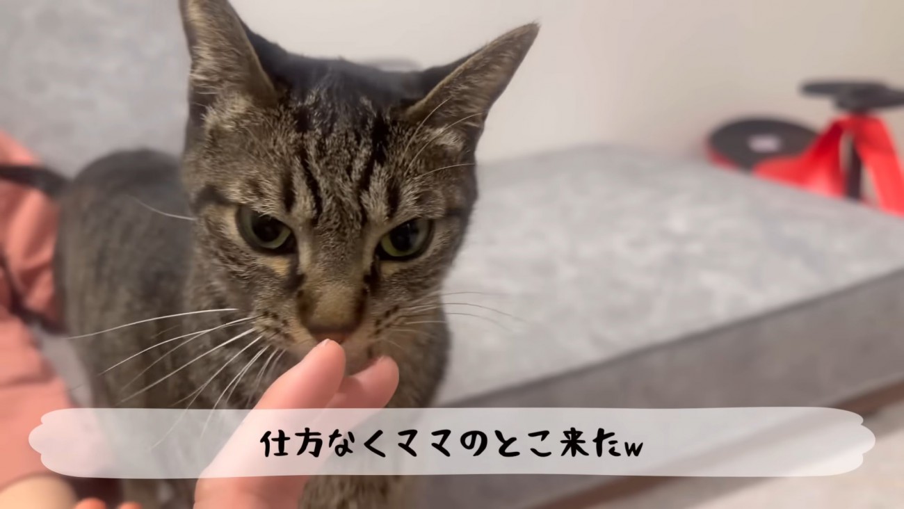 テロップ「仕方なく～」