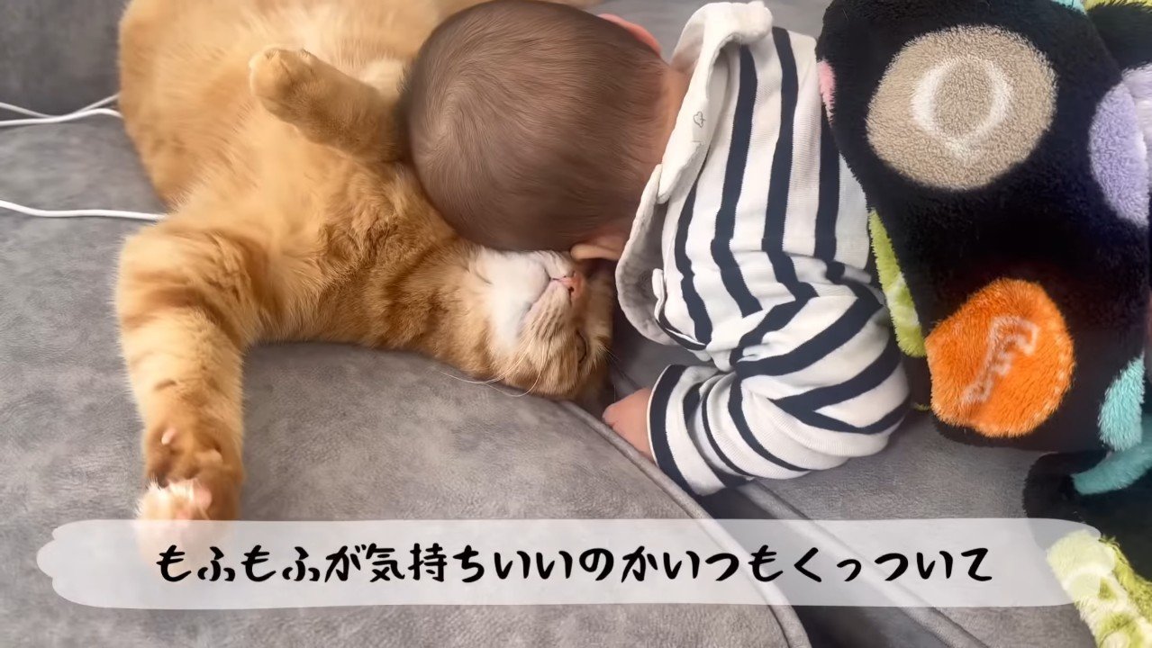 もふもふが気持ちいい