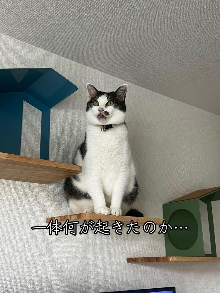 上を見ている猫