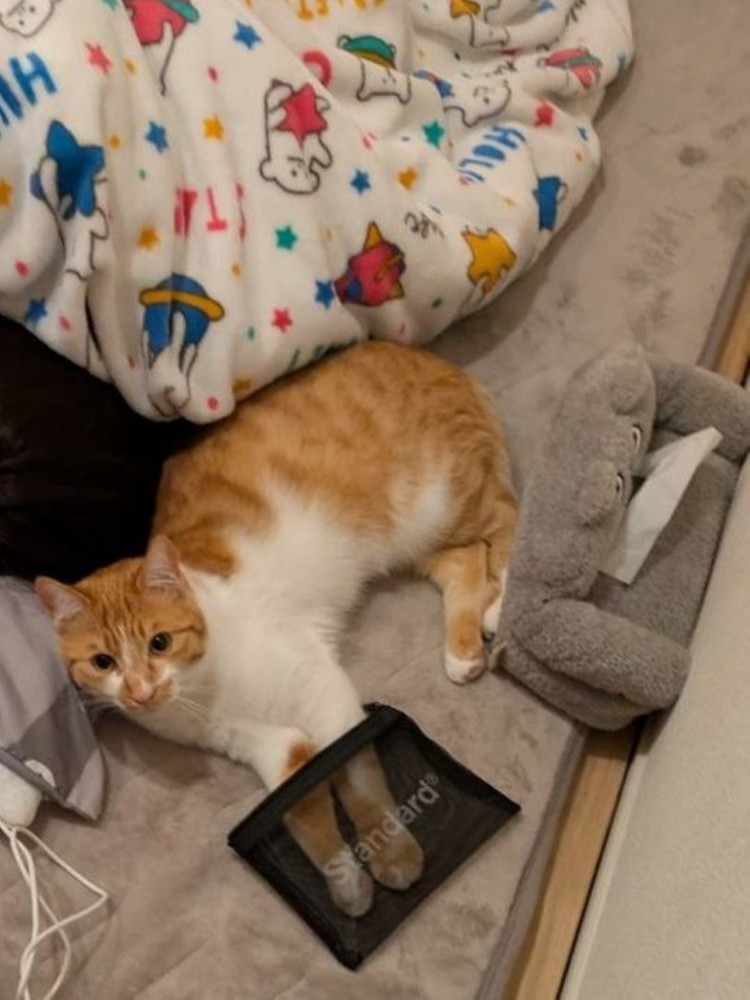 横になってメッシュポーチに手を突っ込んでいる猫