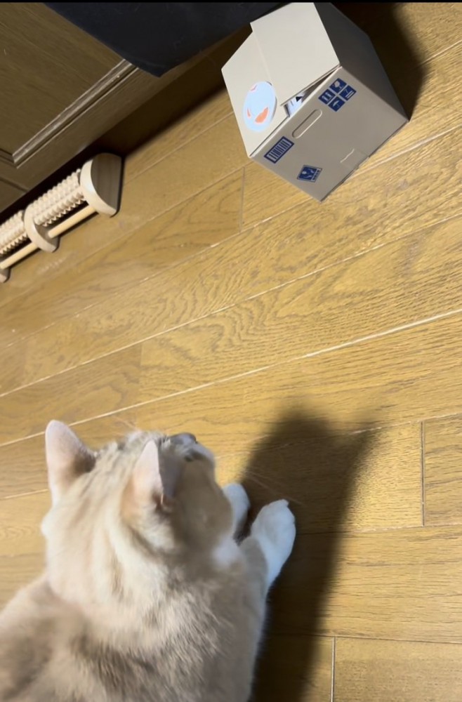 貯金箱の音にびっくりするスコティッシュフォールド