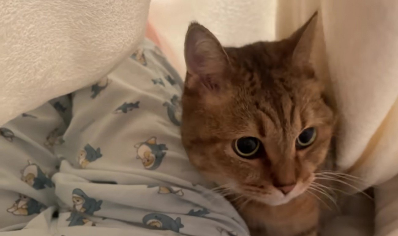 飼い主のいる布団の中に潜り込んだミヌエット