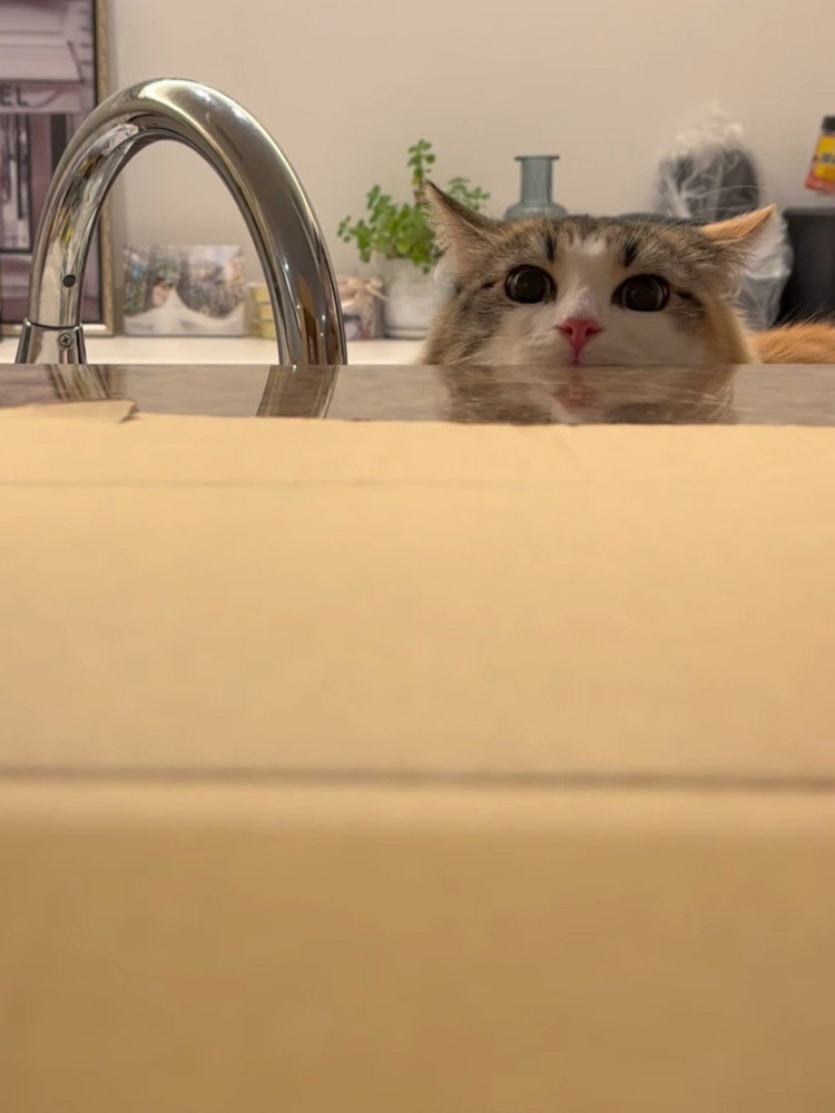 顔が半分見えている猫