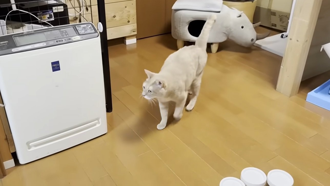 家の中を歩いている猫