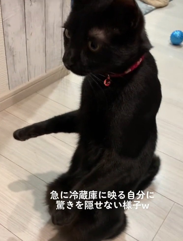 驚いて立ち上がる猫