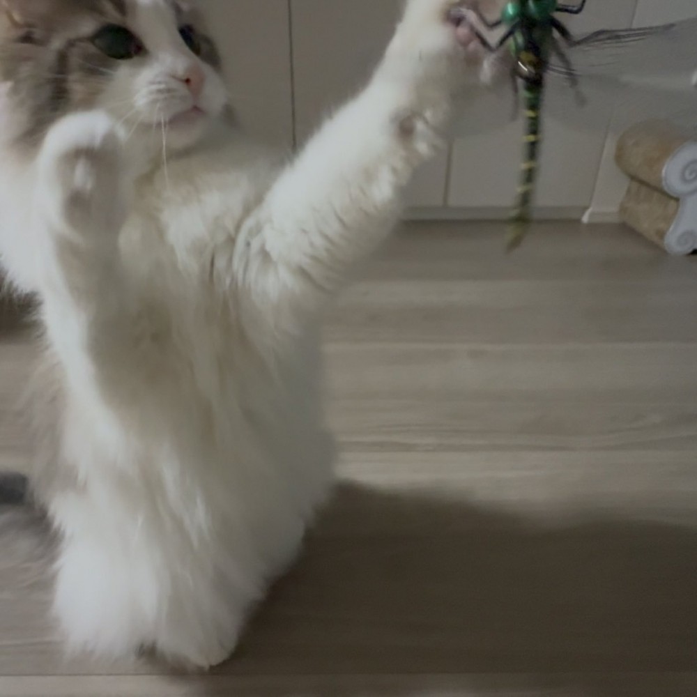 猫じゃらしを前足で叩く猫