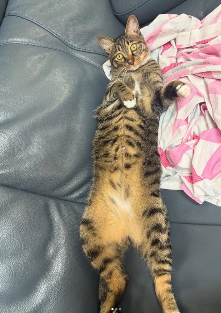 キジトラ