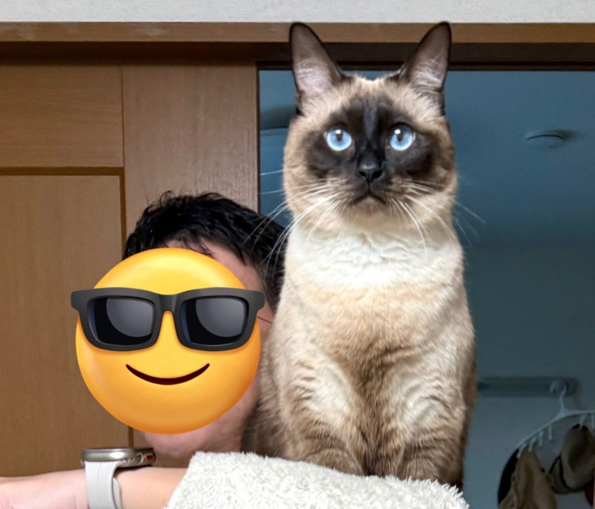 凛々しい顔つきの猫