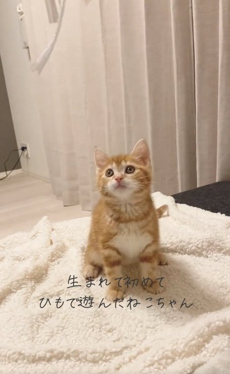 白いブランケット上でお座りをしている子猫