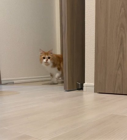 歩いてくる猫