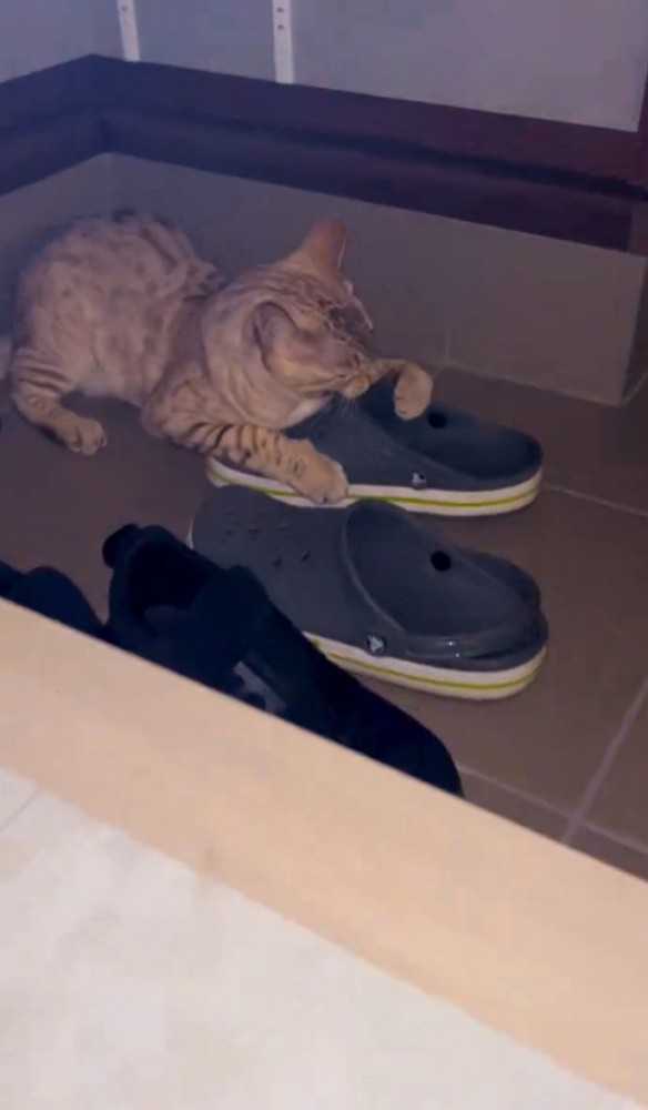 玄関でサンダルを噛む猫1