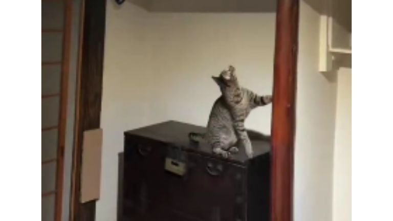 室内にいる猫たち