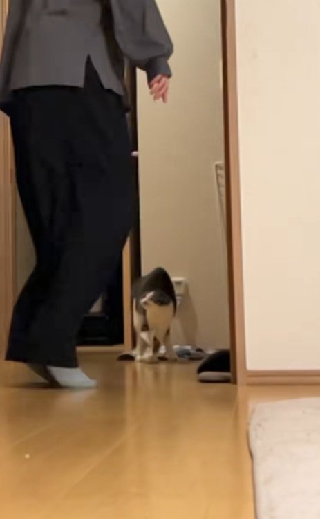飼い主と興奮気味の猫