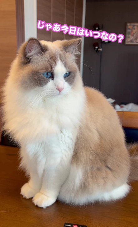 テーブルの上の猫