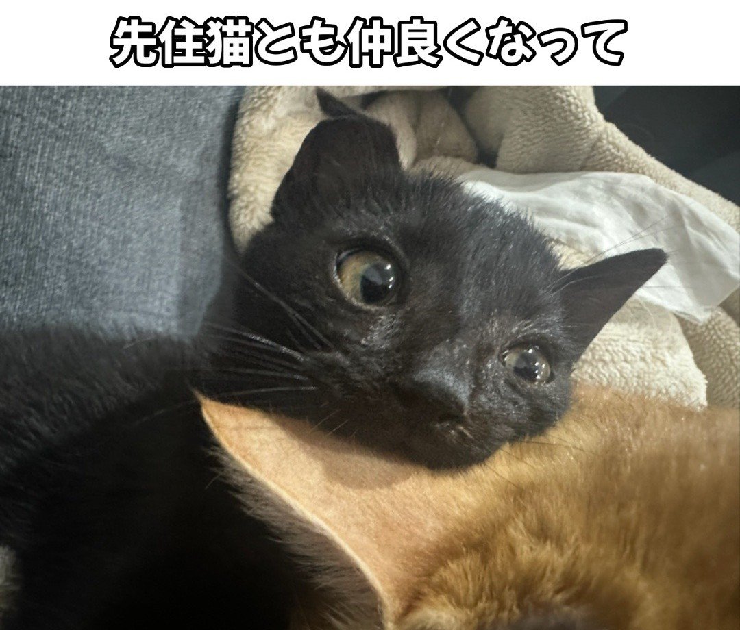 茶色の猫にくっつく黒猫
