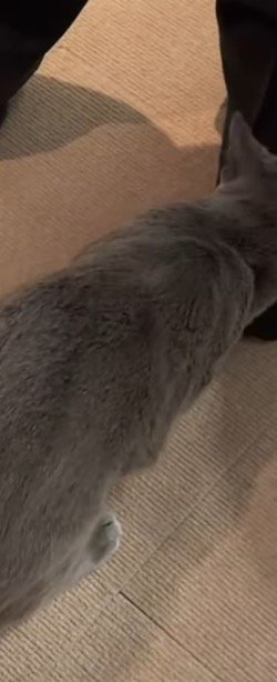 男性の足を見つめる猫